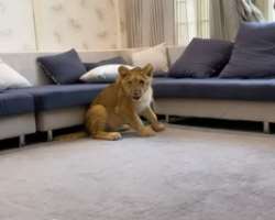 She is a brave girl and you can't imagine that she has also adopted a lion cub in her home.